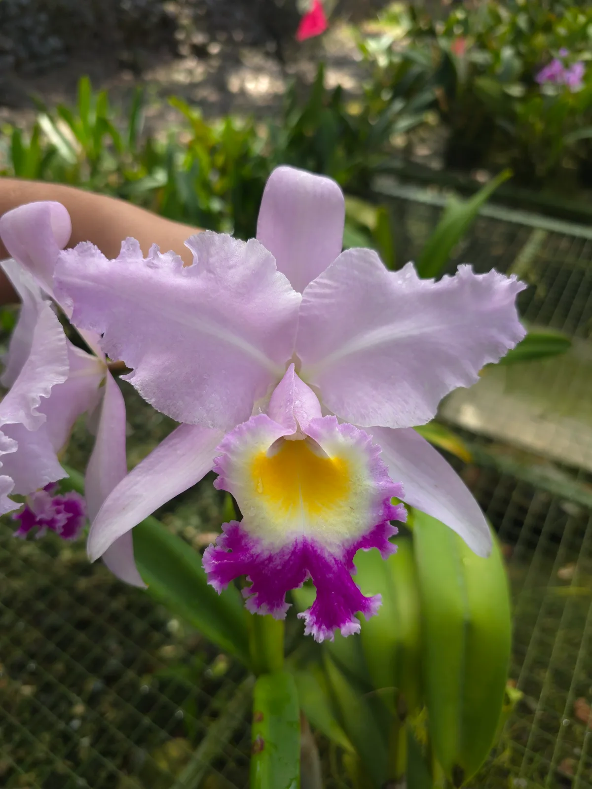 CATTLEYA WARSCEWICZII OCULATA 'SISTEMA SOLAR'