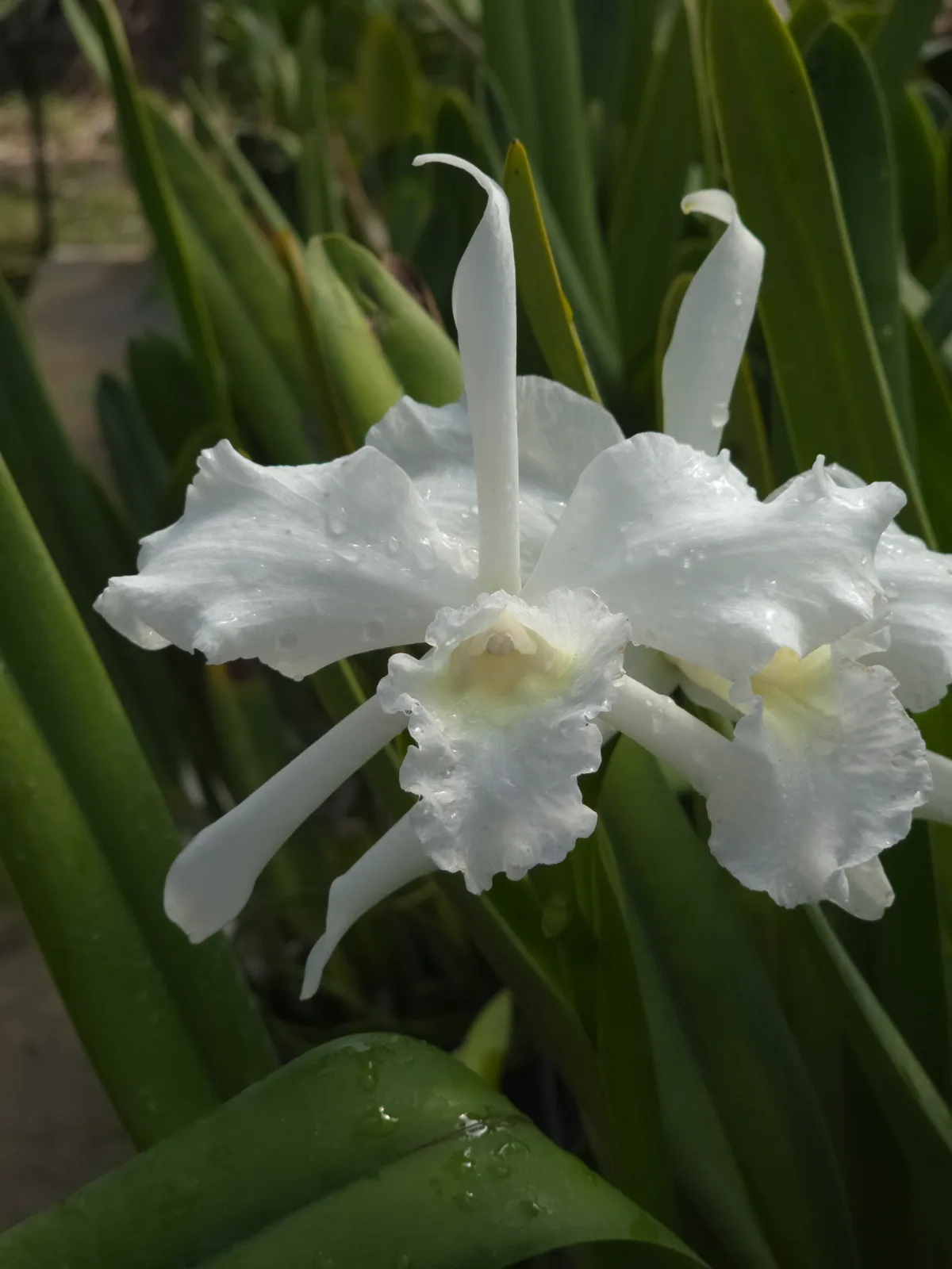 LAELIA PURPURATA ALBA 'CRISTAL'
