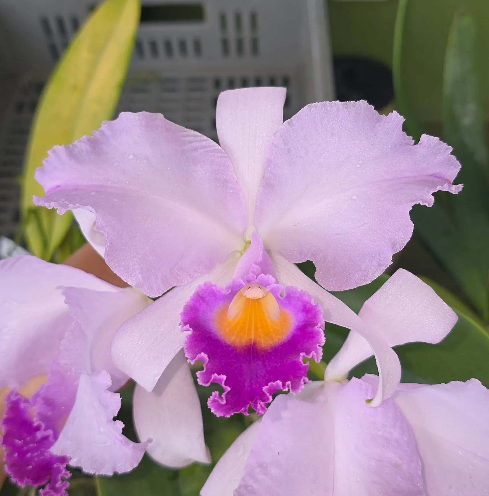CATTLEYA TRIANAE COERULEA 'ANASTASIA'