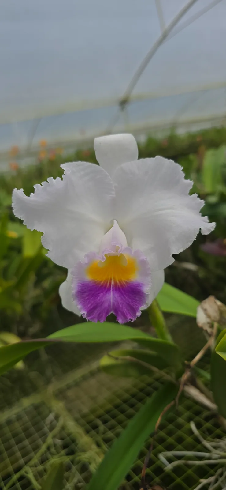 CATTLEYA TRIANAE COERULEA 'CHIVITO DEL PARAMO'