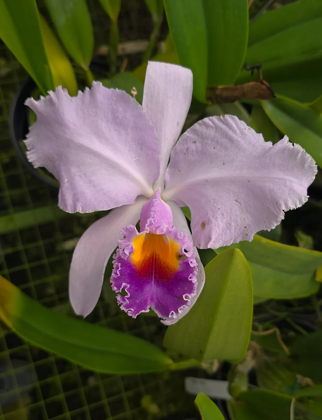 CATTLEYA TRIANAE COERULEA 'MORTICIA'