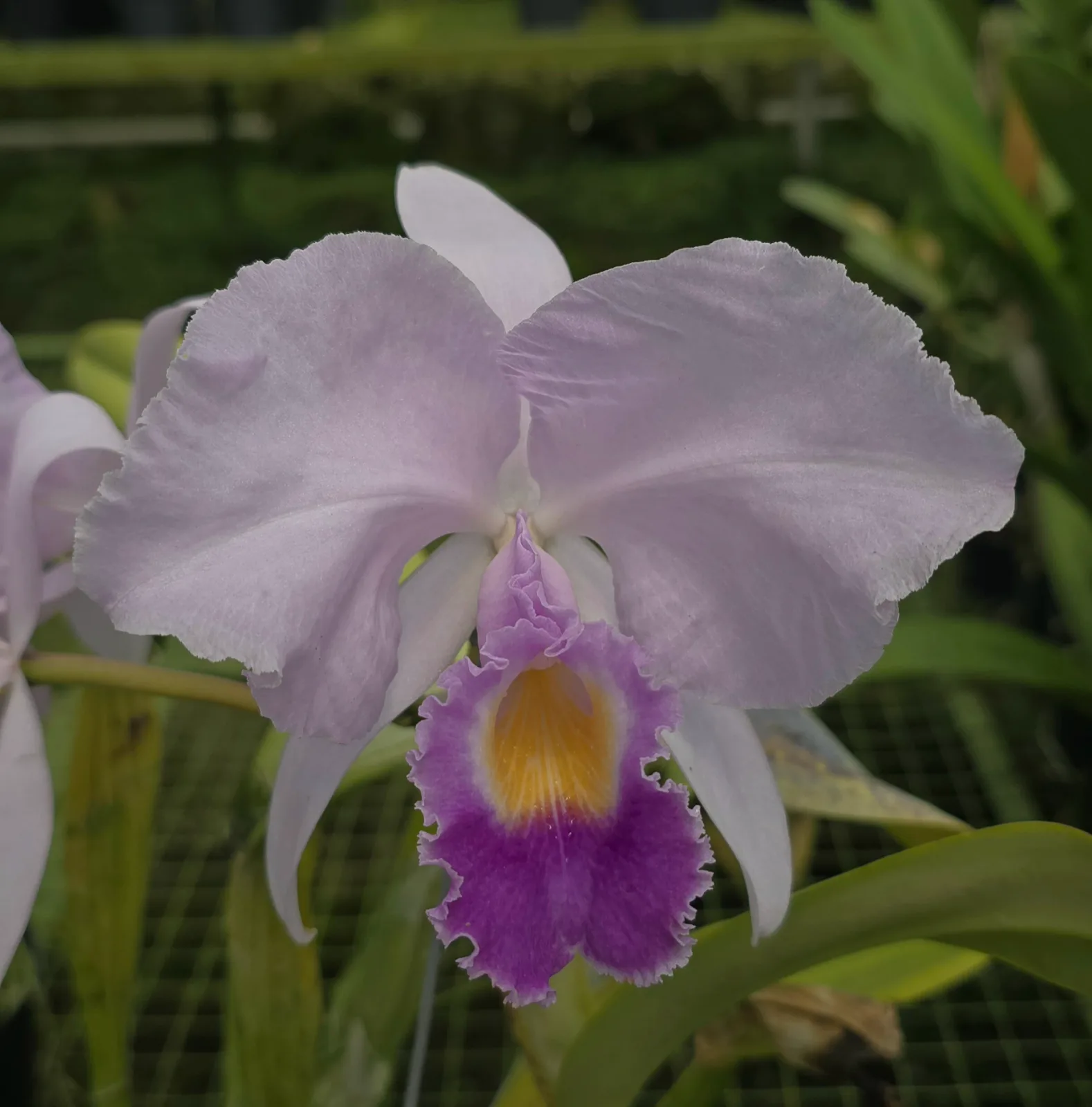 CATTLEYA TRIANAE COERULEA 'MINGA'