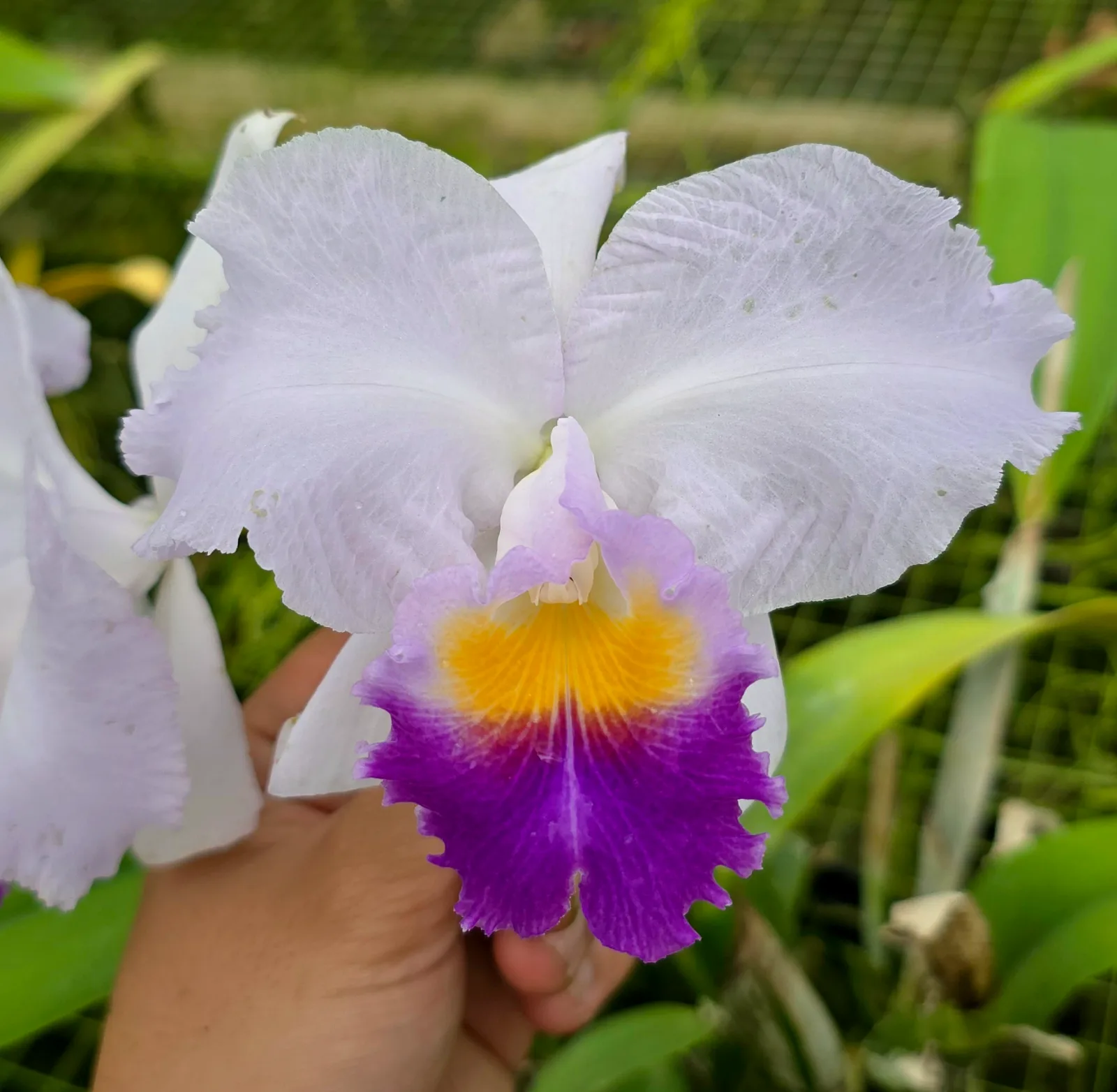 CATTLEYA TRIANAE COERULEA 'ARMIÑO'
