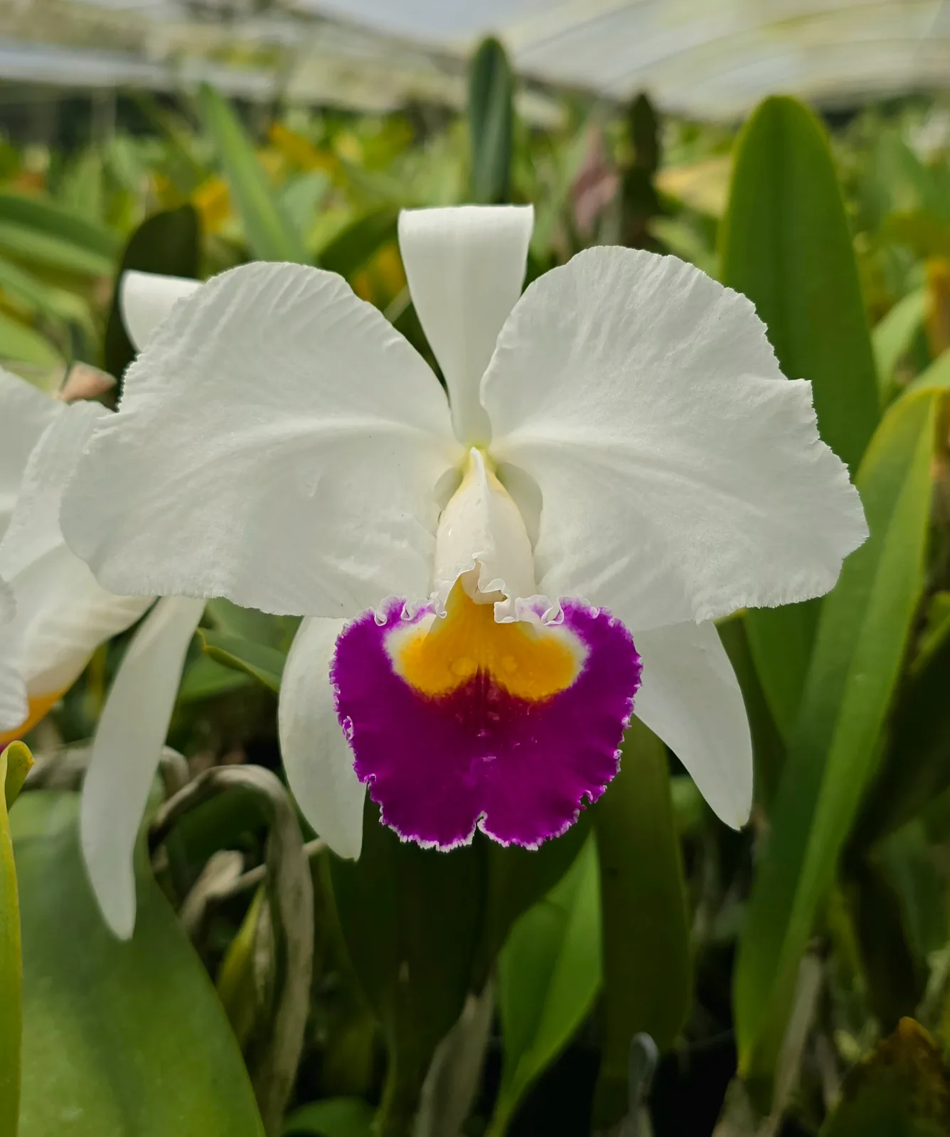 CATTLEYA TRIANAE SEMI-ALBA 'MAMPOSTERA'