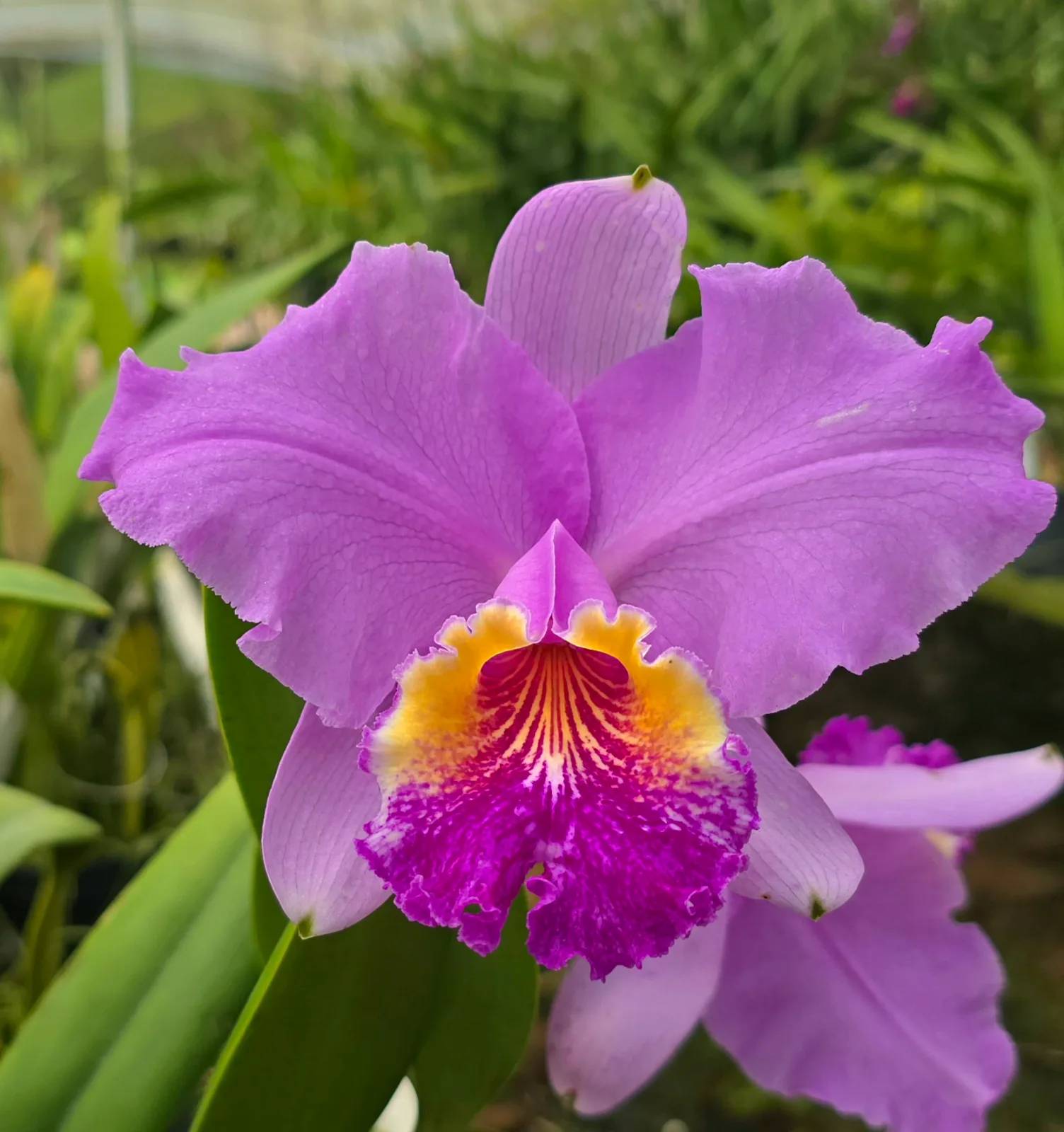 CATTLEYA LUEDDEMANIANA TIPO 'SORAYA'