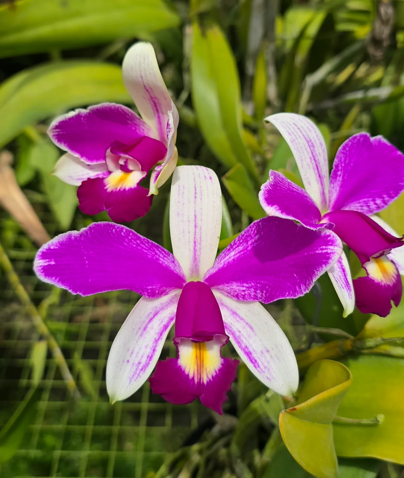 CATTLEYA VIOLACEA SEMI-ALBA 'SONIC FLARE'