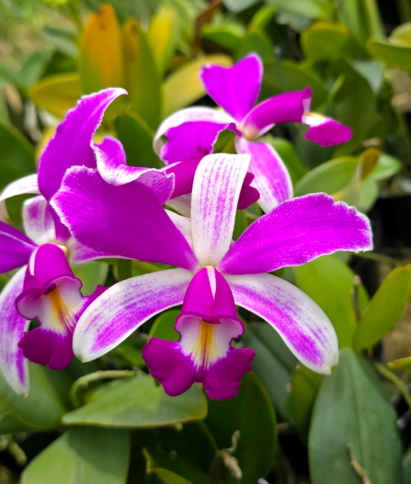 CATTLEYA VIOLACEA SEMI-ALBA 'BICOLOR'