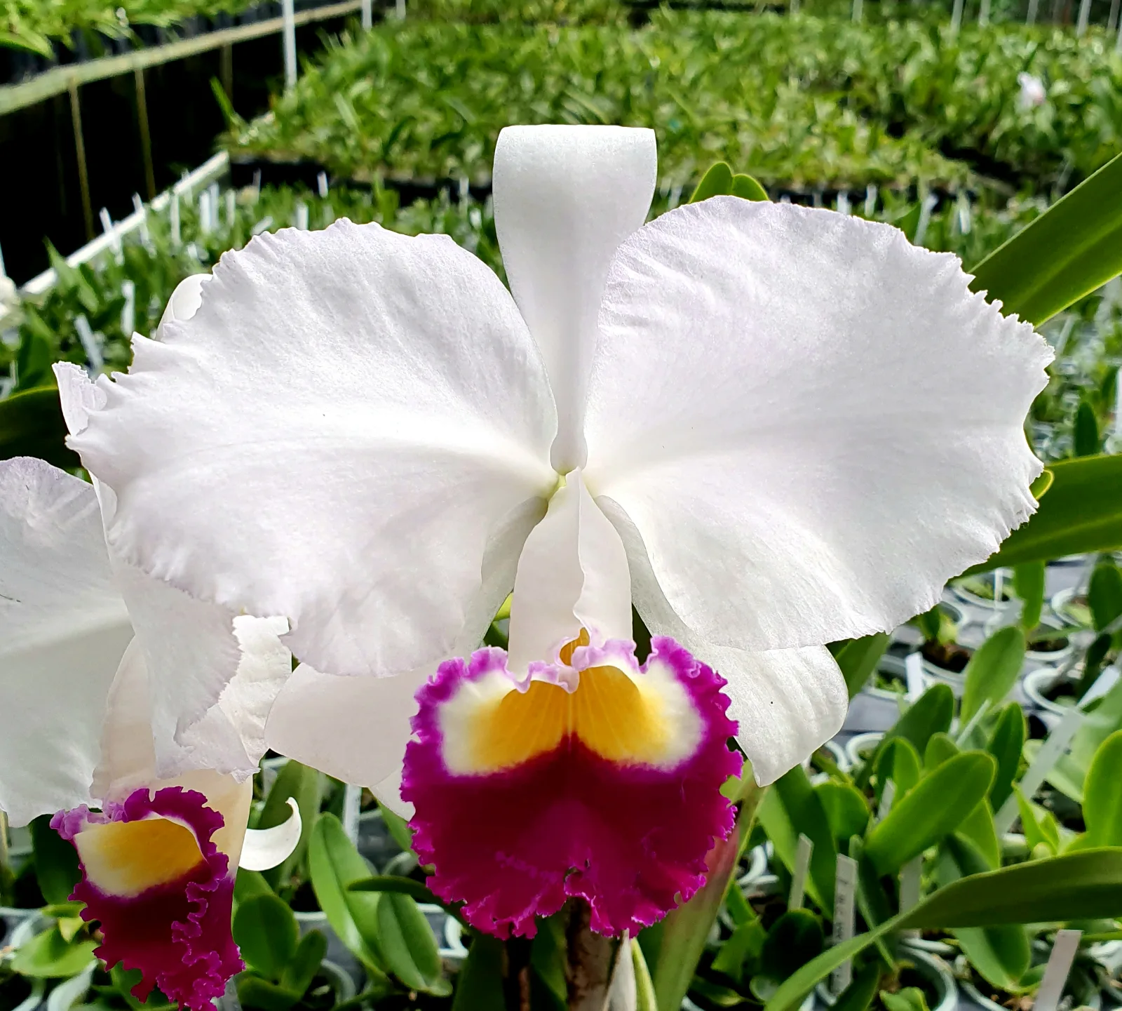 CATTLEYA TRIANAE SEMI-ALBA 'ALEJANDRA'