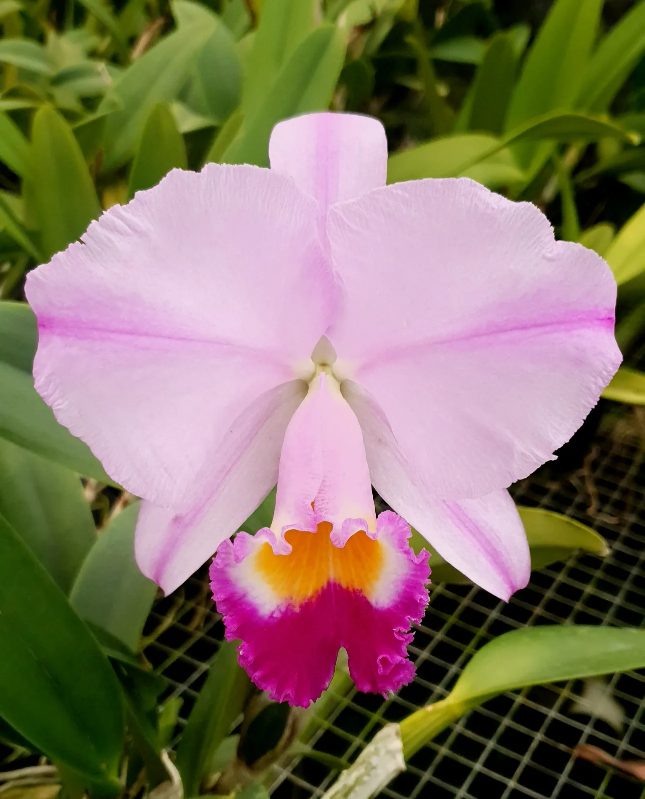 CATTLEYA TRIANAE TIPO 'AMARILIS'