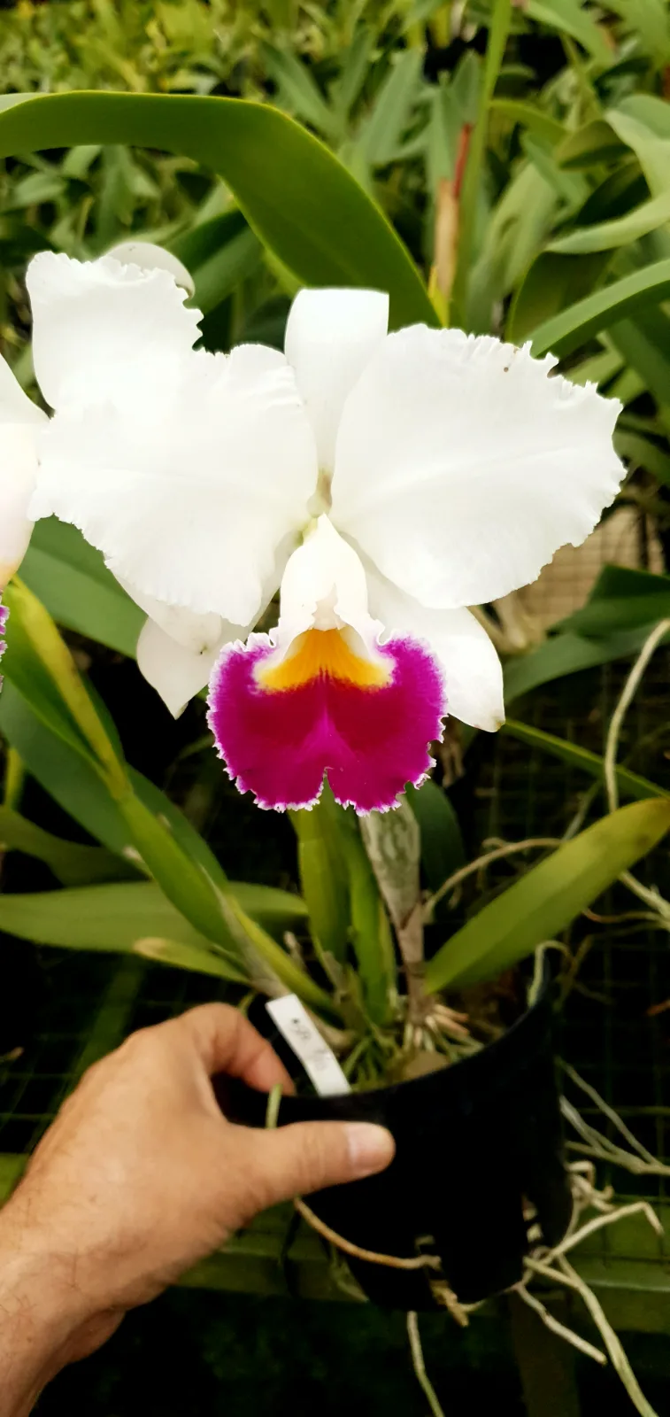 CATTLEYA TRIANAE SEMI-ALBA 'AMELIA'