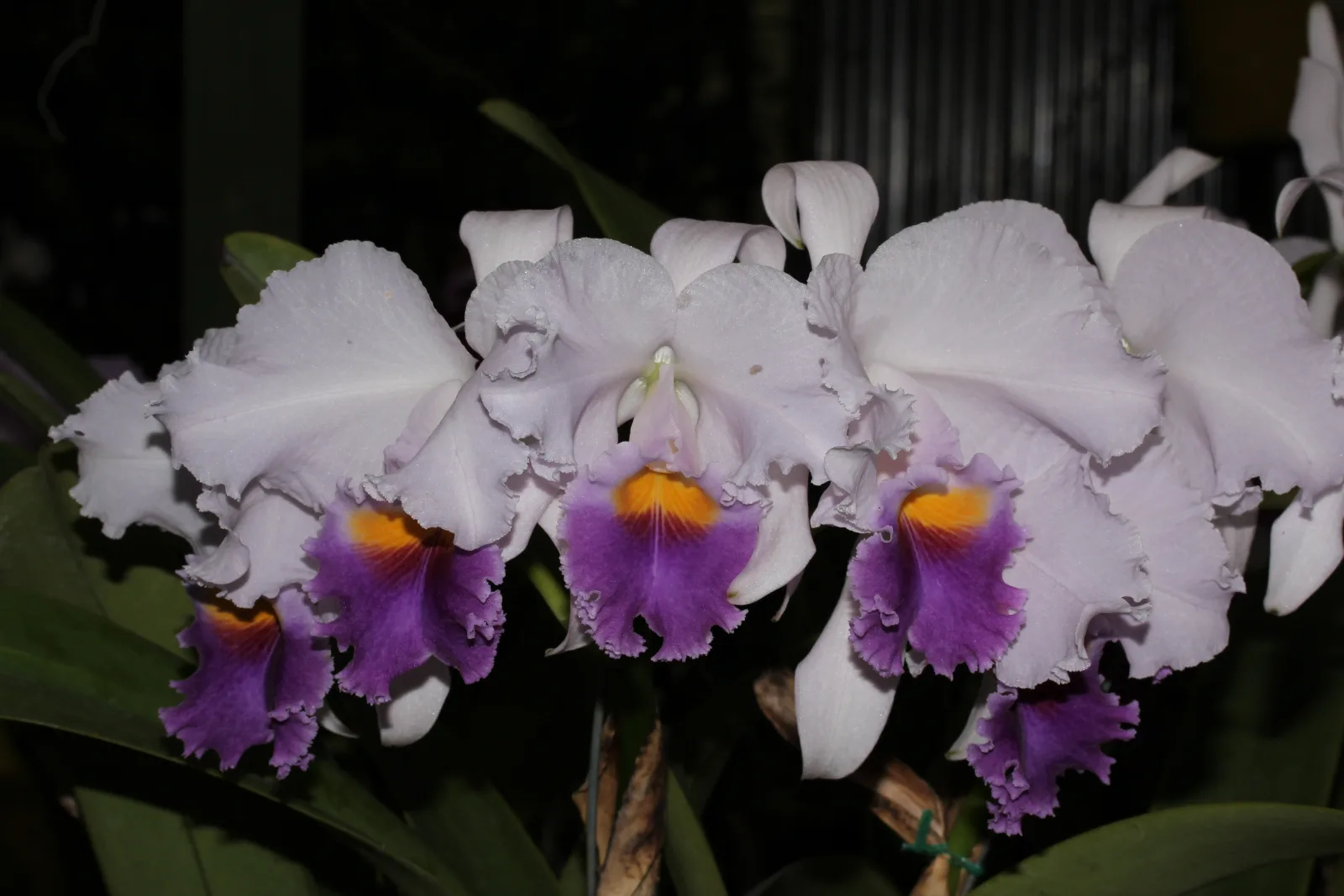 CATTLEYA TRIANAE COERULEA 'AZUL PARAMO'