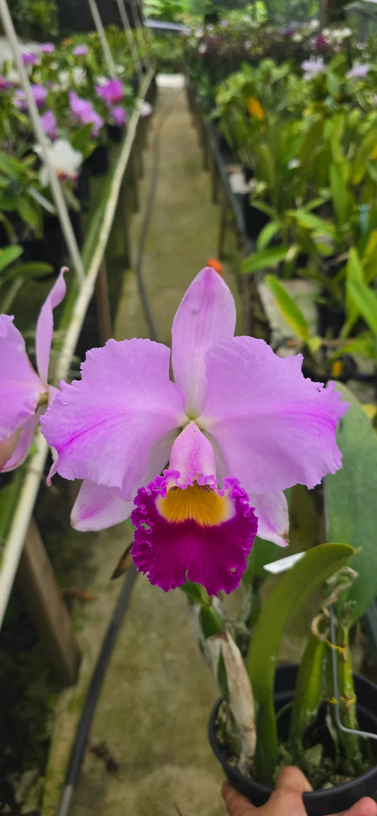CATTLEYA TRIANAE TIPO 'BAGDAD'