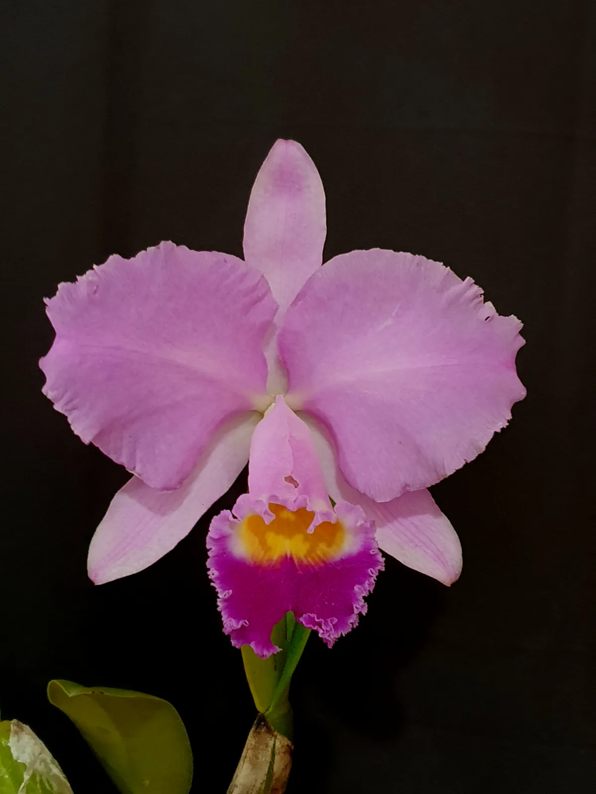 CATTLEYA TRIANAE TIPO 'BARONESA'