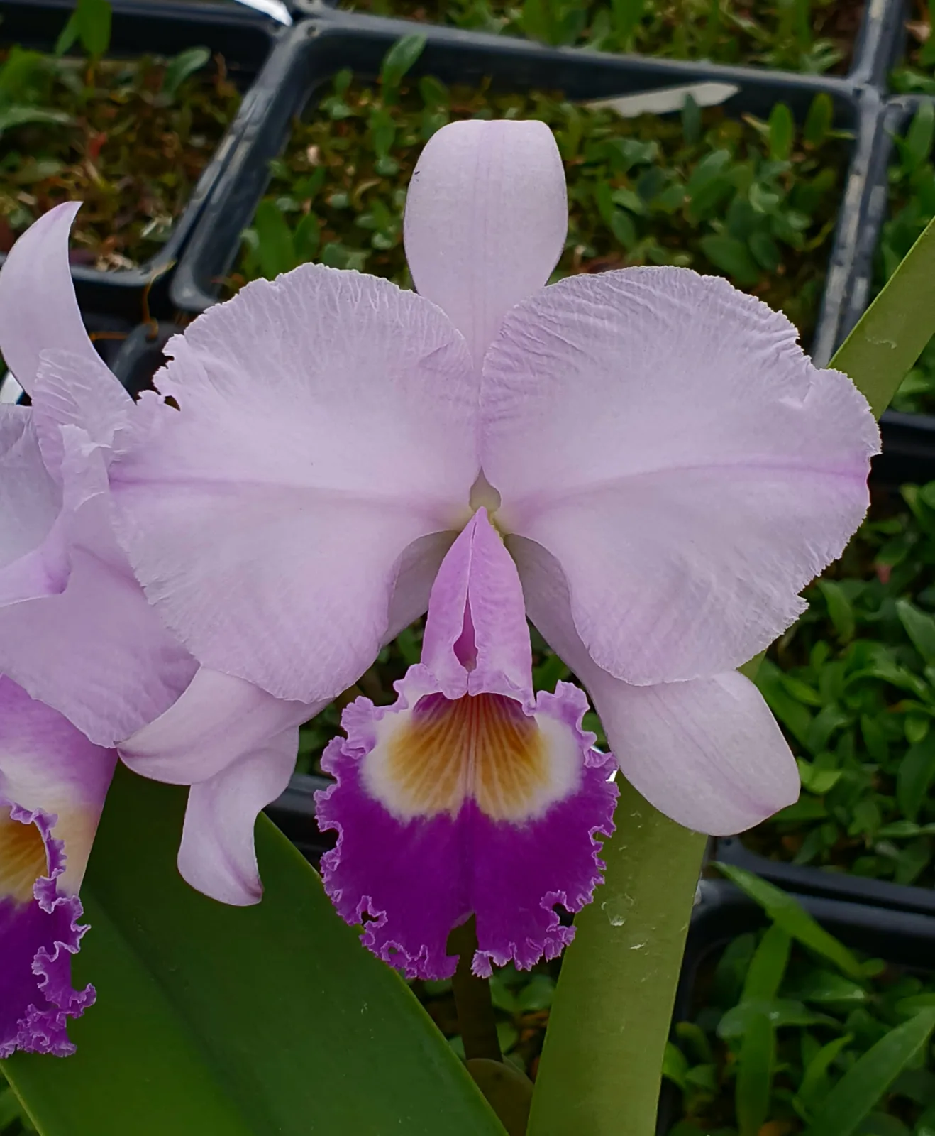 CATTLEYA TRIANAE COERULEA 'BRUJERIA'