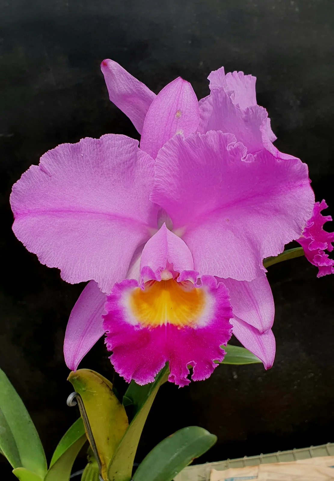 CATTLEYA TRIANAE TIPO 'CACHETE PURPURA'