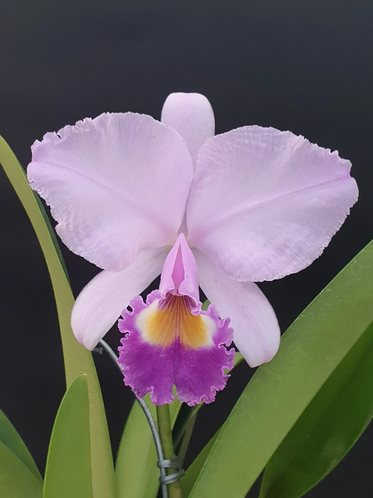 CATTLEYA TRIANAE COERULEA 'CENTELLA'