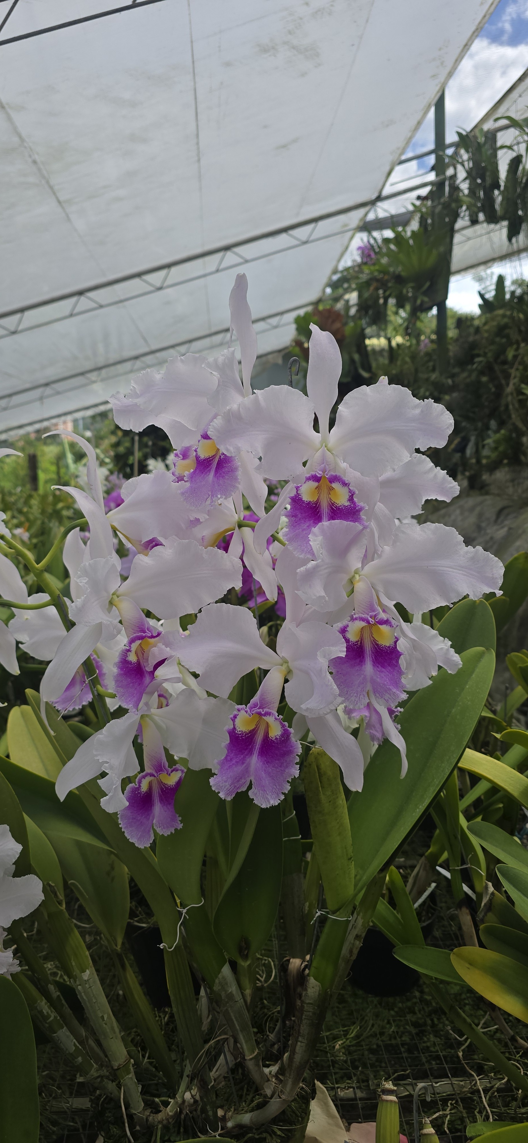 CATTLEYA WARSCEWICZII SEMI-ALBA 'CIAN'