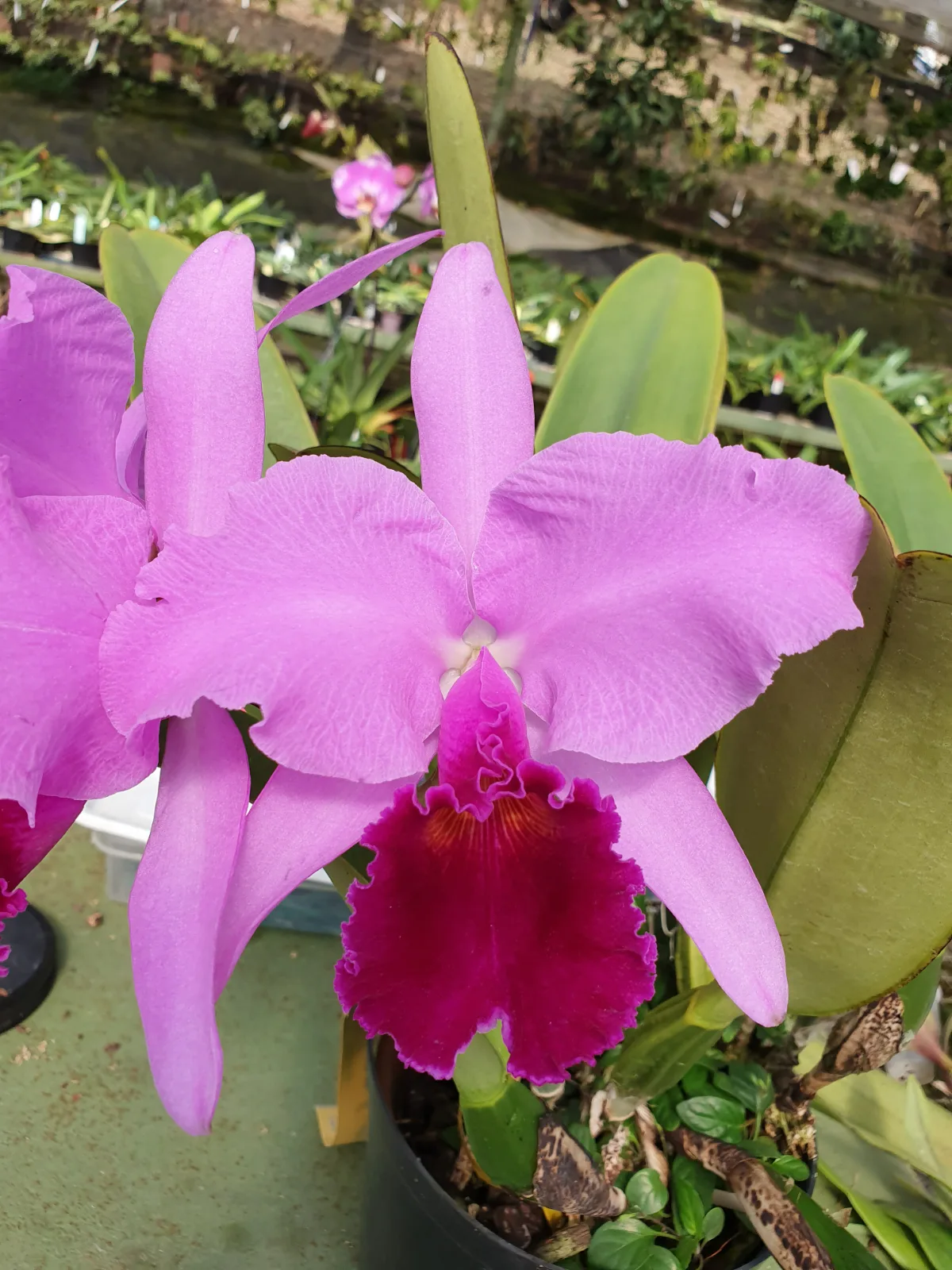 CATTLEYA TRIANAE TIPO 'COLOMBIA'
