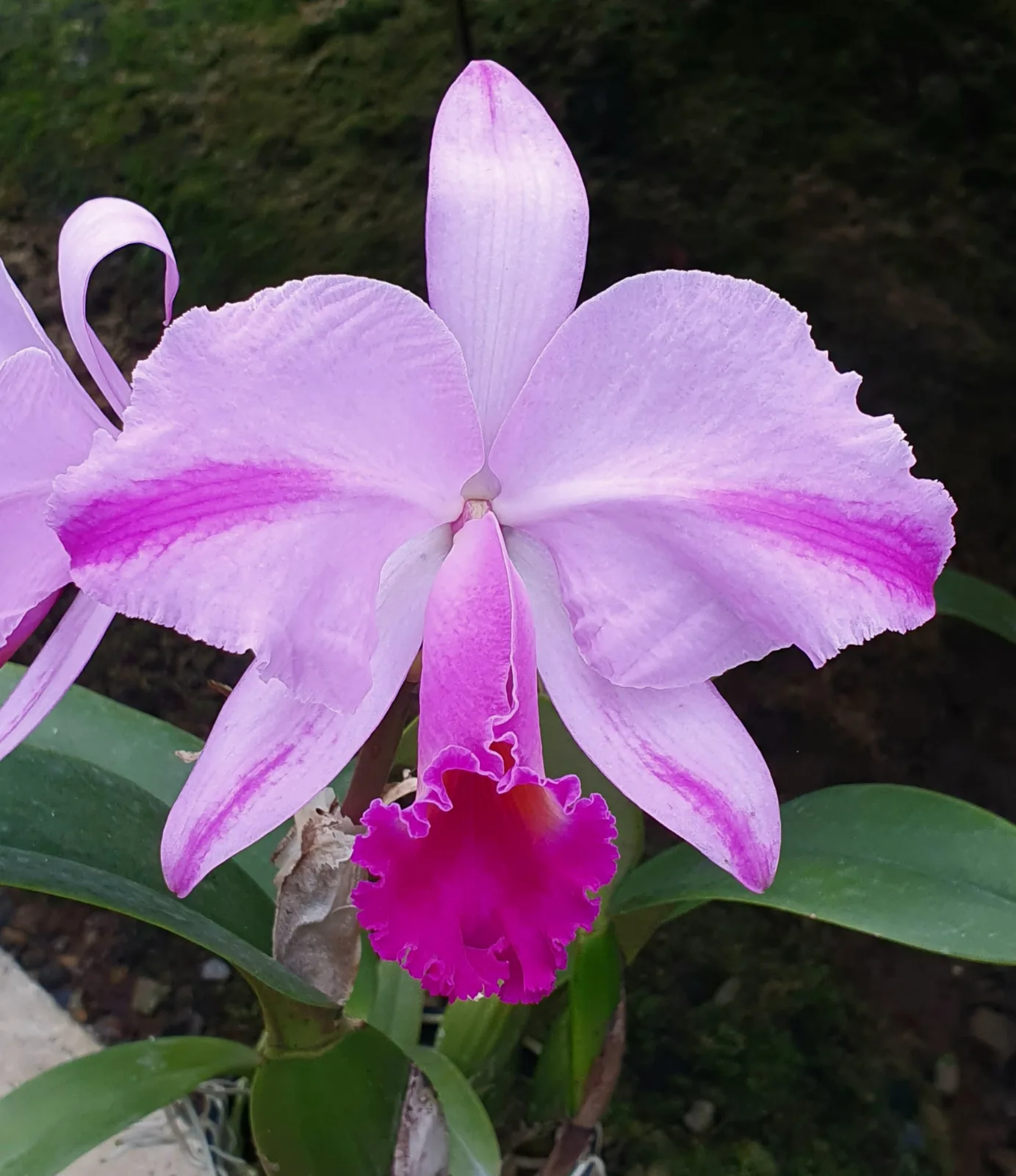 CATTLEYA TRIANAE TIPO 'MACISO COLOMBIANO'