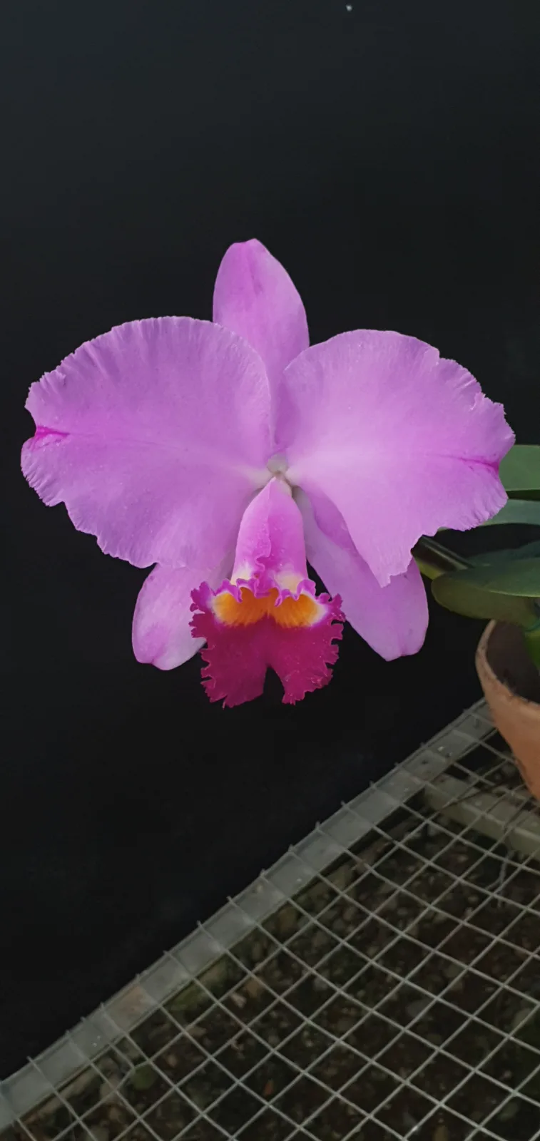 CATTLEYA TRIANAE TIPO 'COLOSATA'