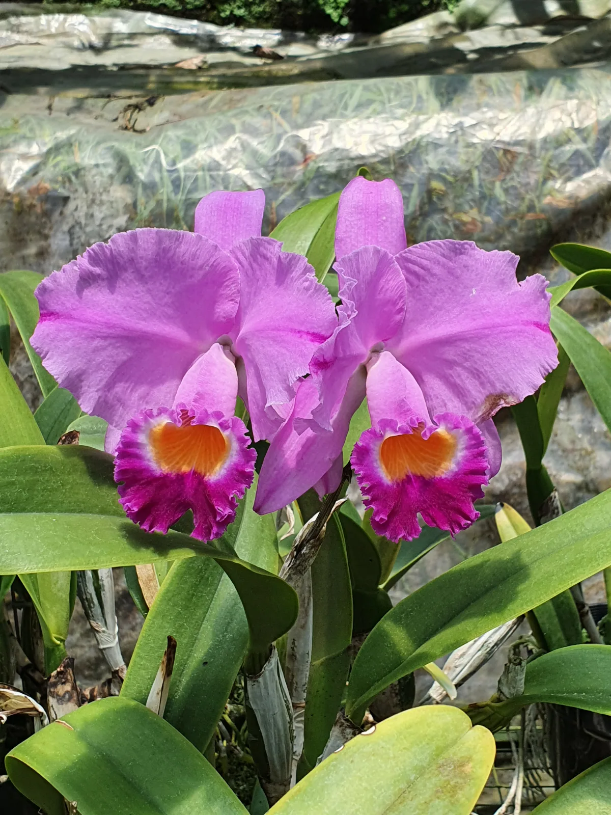 CATTLEYA TRIANAE TIPO 'CONFITE'