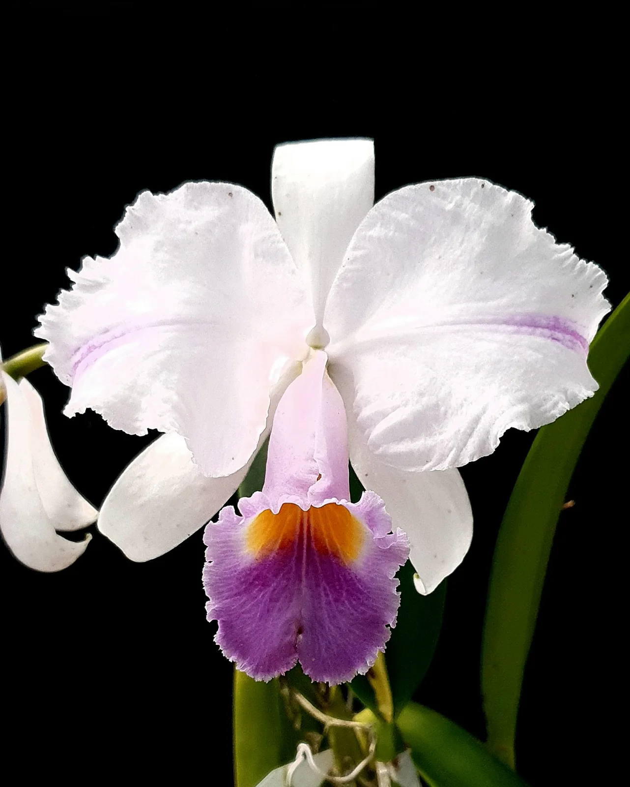 CATTLEYA TRIANAE COERULEA 'COROZAL'