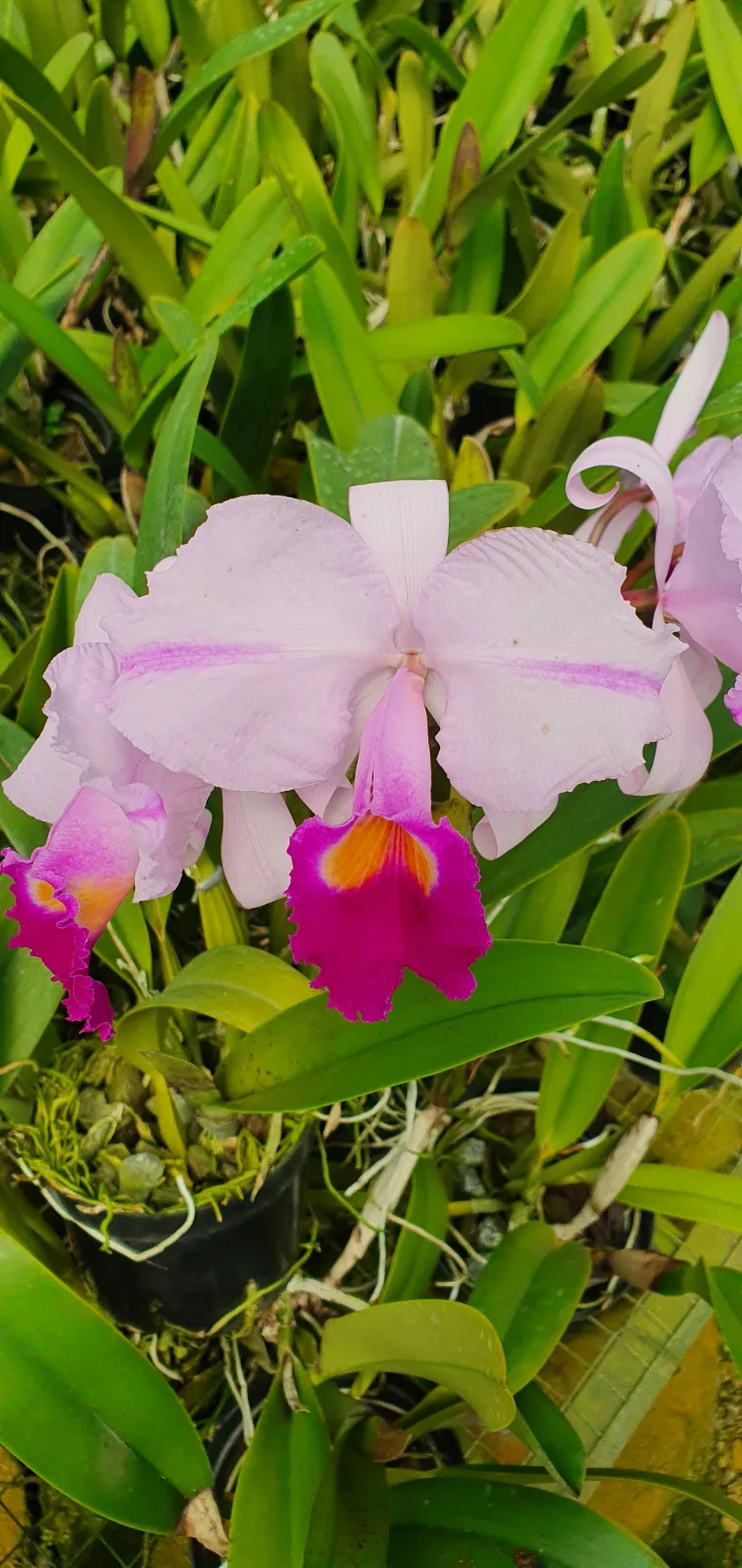 CATTLEYA TRIANAE TIPO 'CORTEZANA'