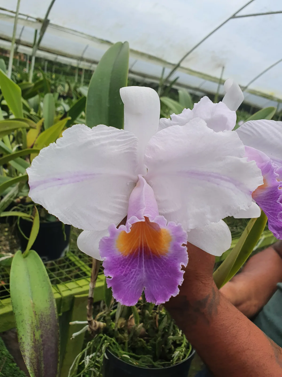 CATTLEYA TRIANAE COERULEA 'CRIMEA'