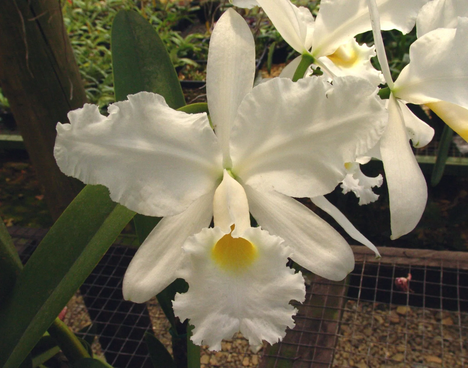 CATTLEYA WARSCEWICZII ALBA 'CUMBRE BLANCA'