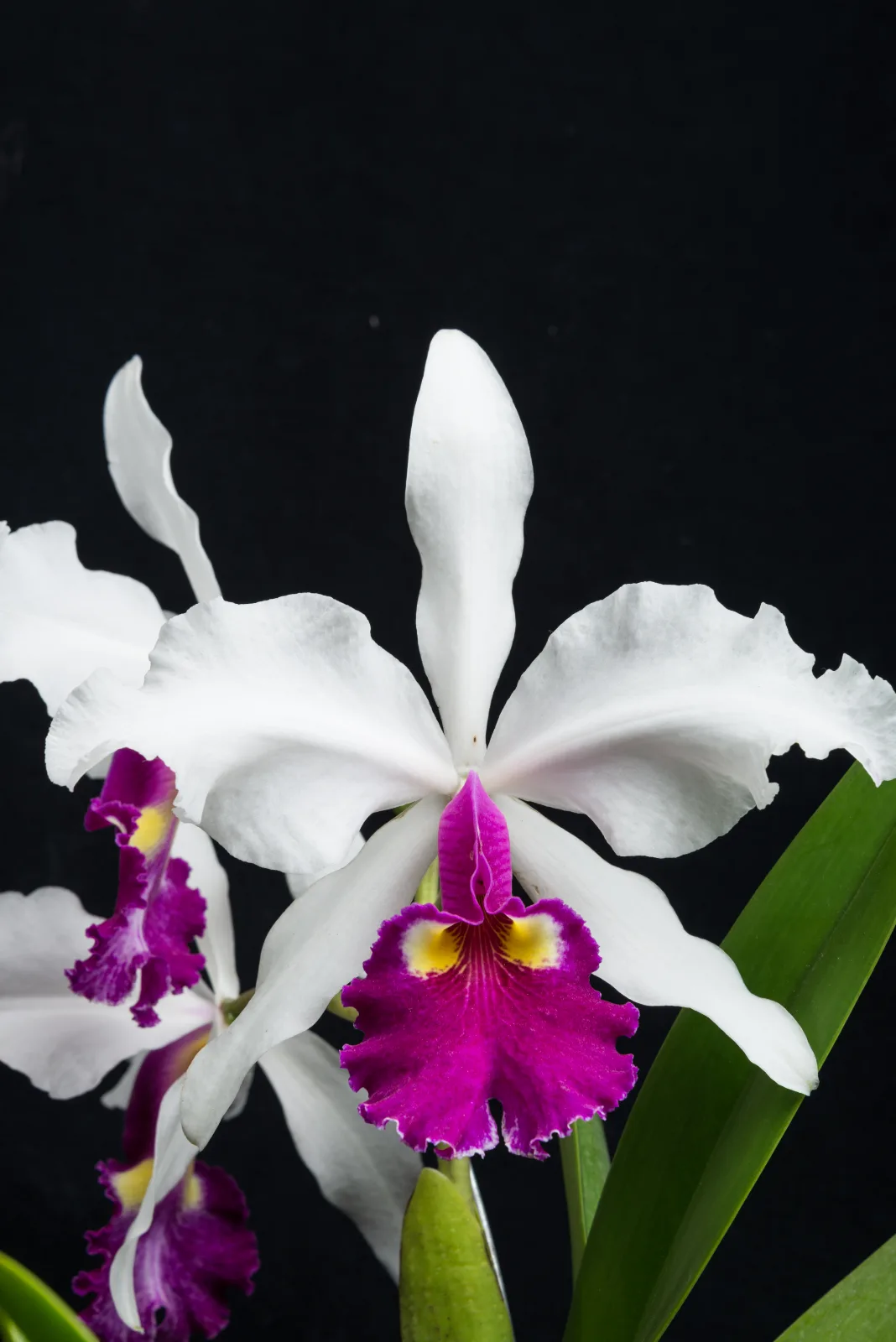 CATTLEYA WARSCEWICZII SEMI-ALBA 'EL LUTO'