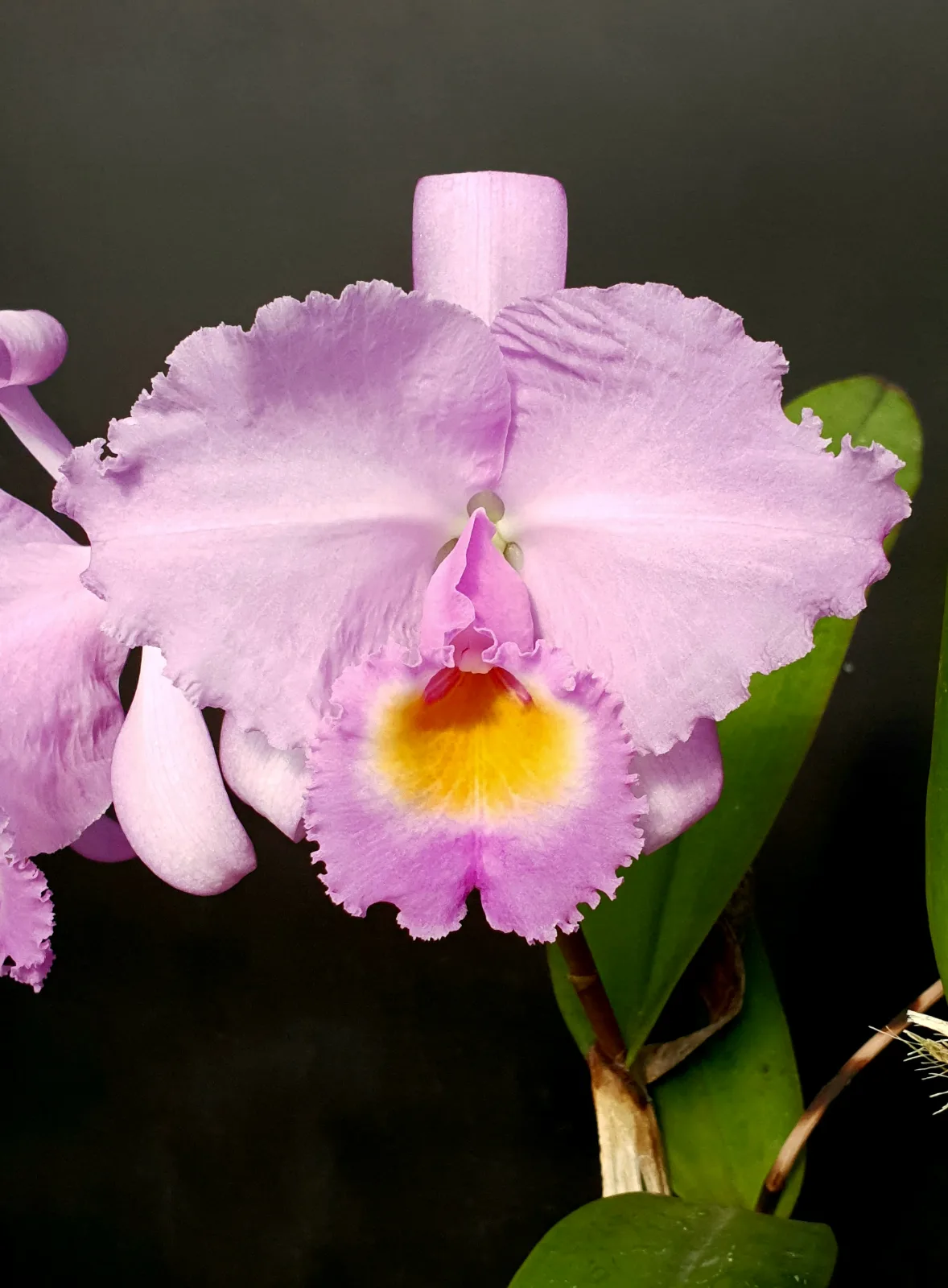 CATTLEYA TRIANAE CONCOLOR 'FLORENTINA'