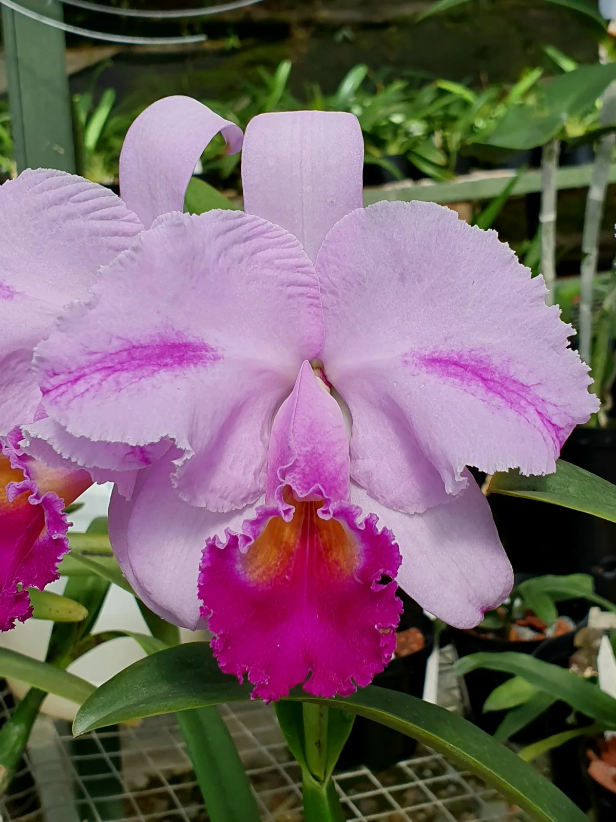 CATTLEYA TRIANAE TIPO 'FORESTA'