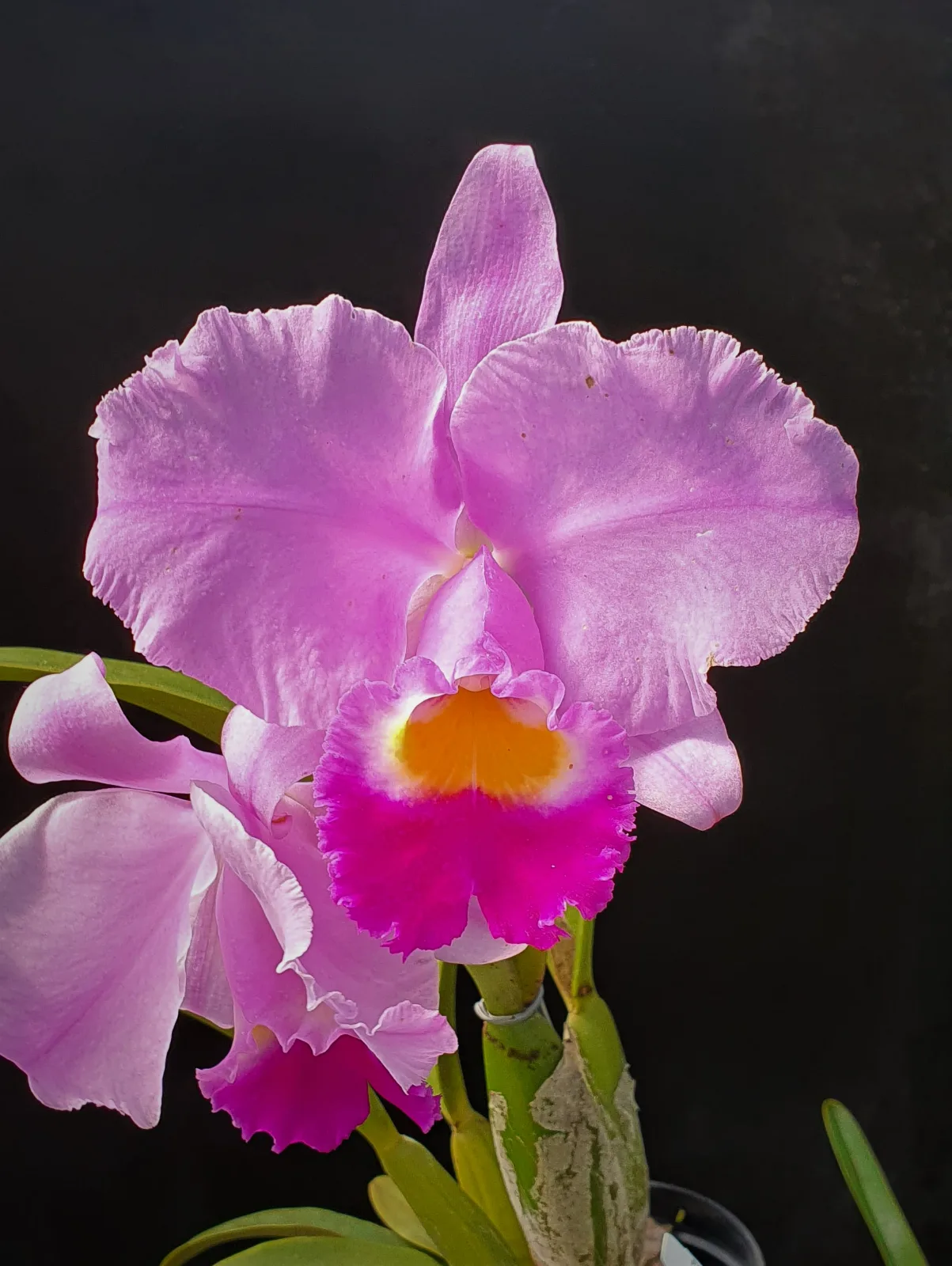 CATTLEYA TRIANAE TIPO 'KRAKATOA'
