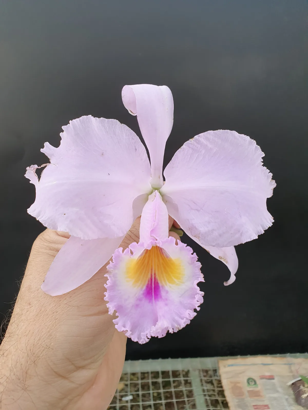 CATTLEYA TRIANAE CONCOLOR 'LAGRIMON'