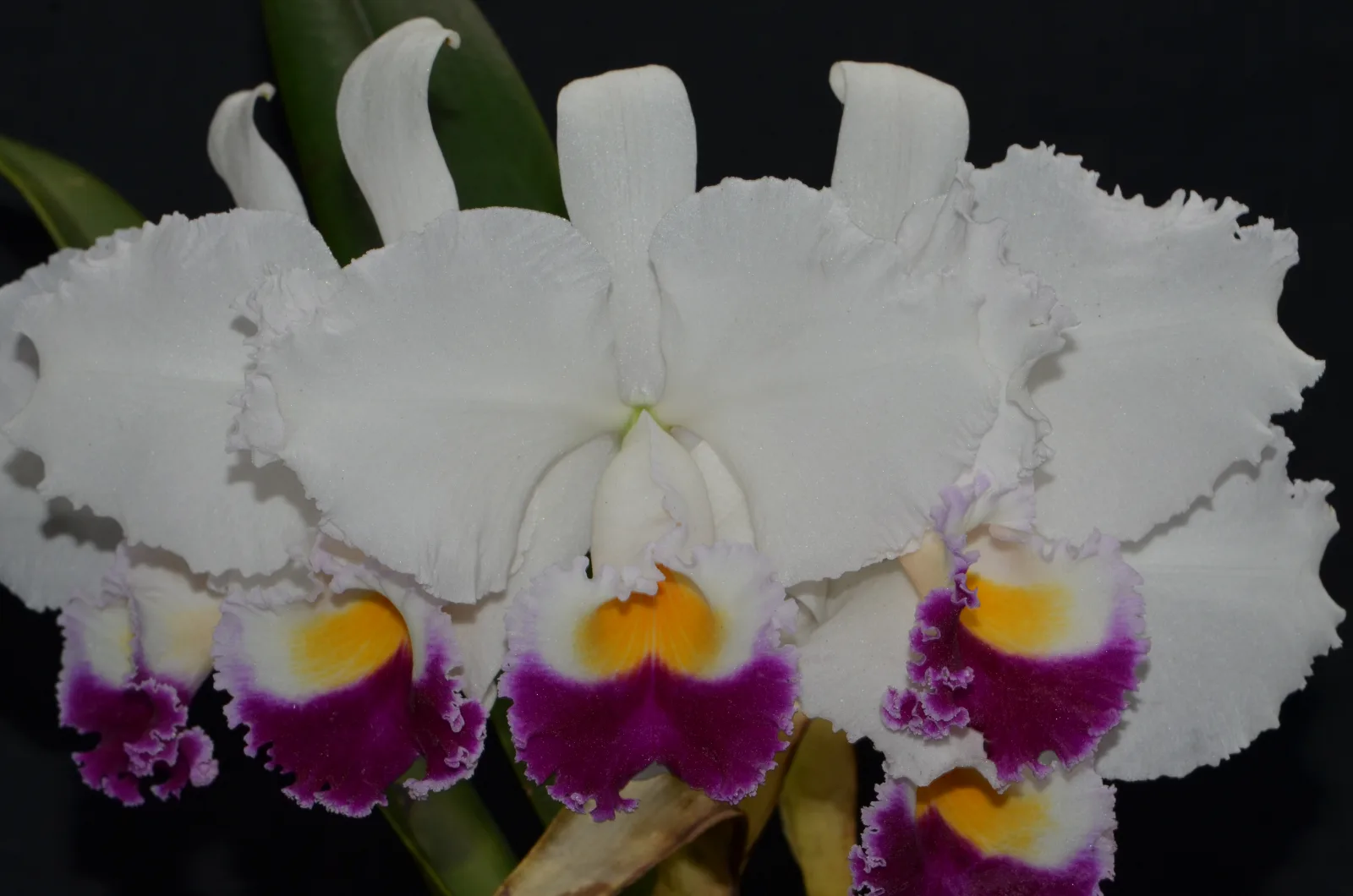 CATTLEYA TRIANAE SEMI-ALBA 'LAS NUPCIAS'