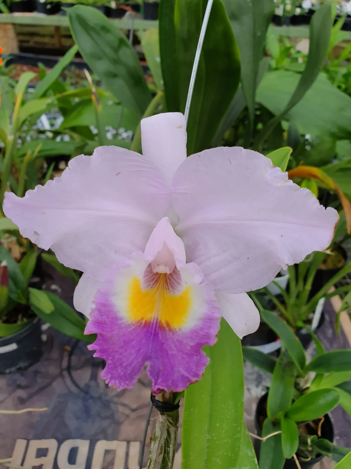 CATTLEYA TRIANAE COERULEA 'MADROÑO'