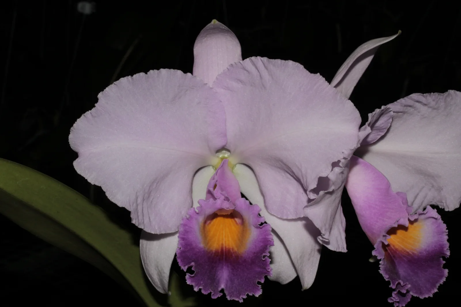 CATTLEYA TRIANAE COERULEA 'MANUELA'