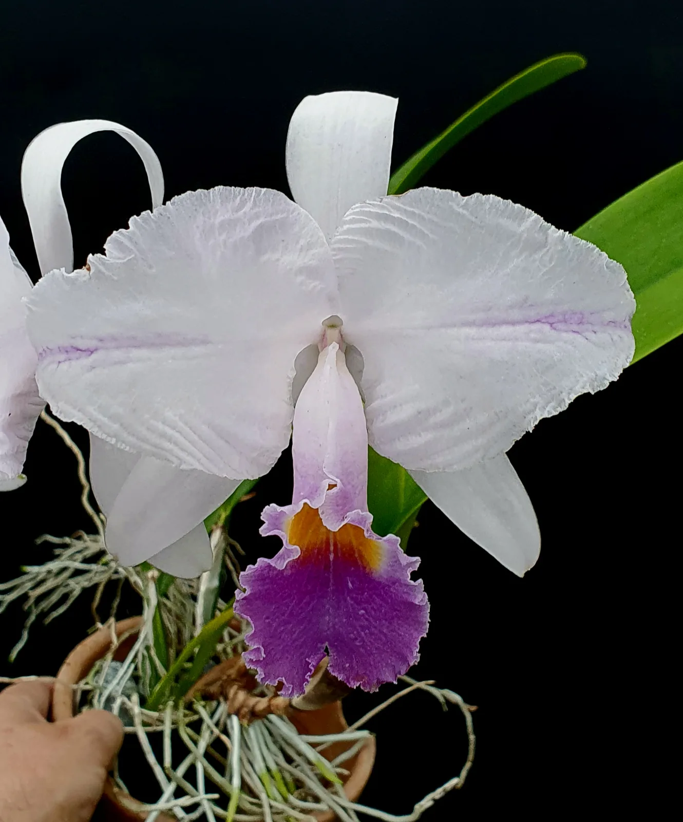 CATTLEYA TRIANAE COERULEA 'MARIMONDA'