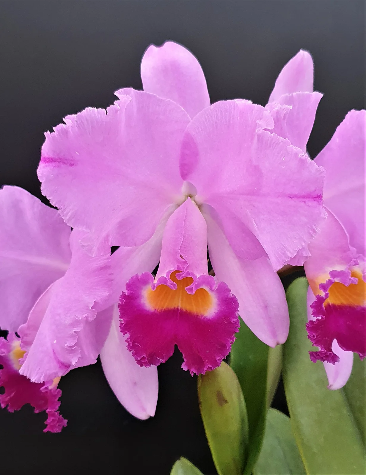 CATTLEYA TRIANAE TIPO 'MARY FENNEL'