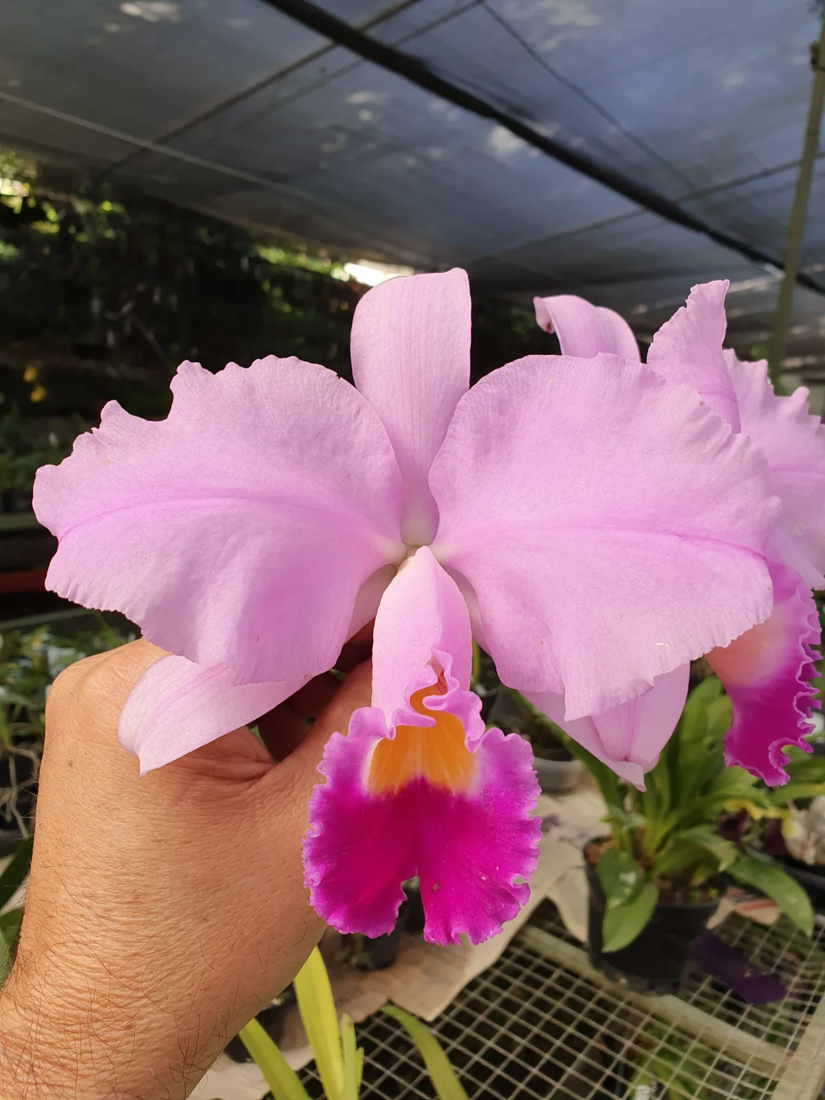 CATTLEYA TRIANAE TIPO 'MEDIANERA'