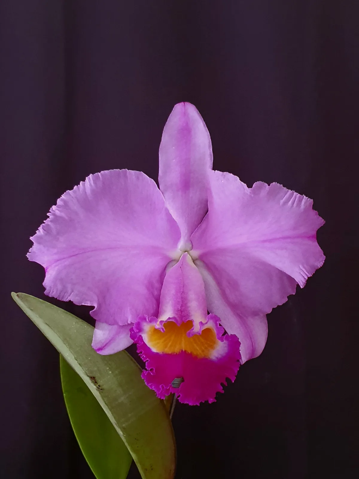 CATTLEYA TRIANAE TIPO 'MEDICIS'