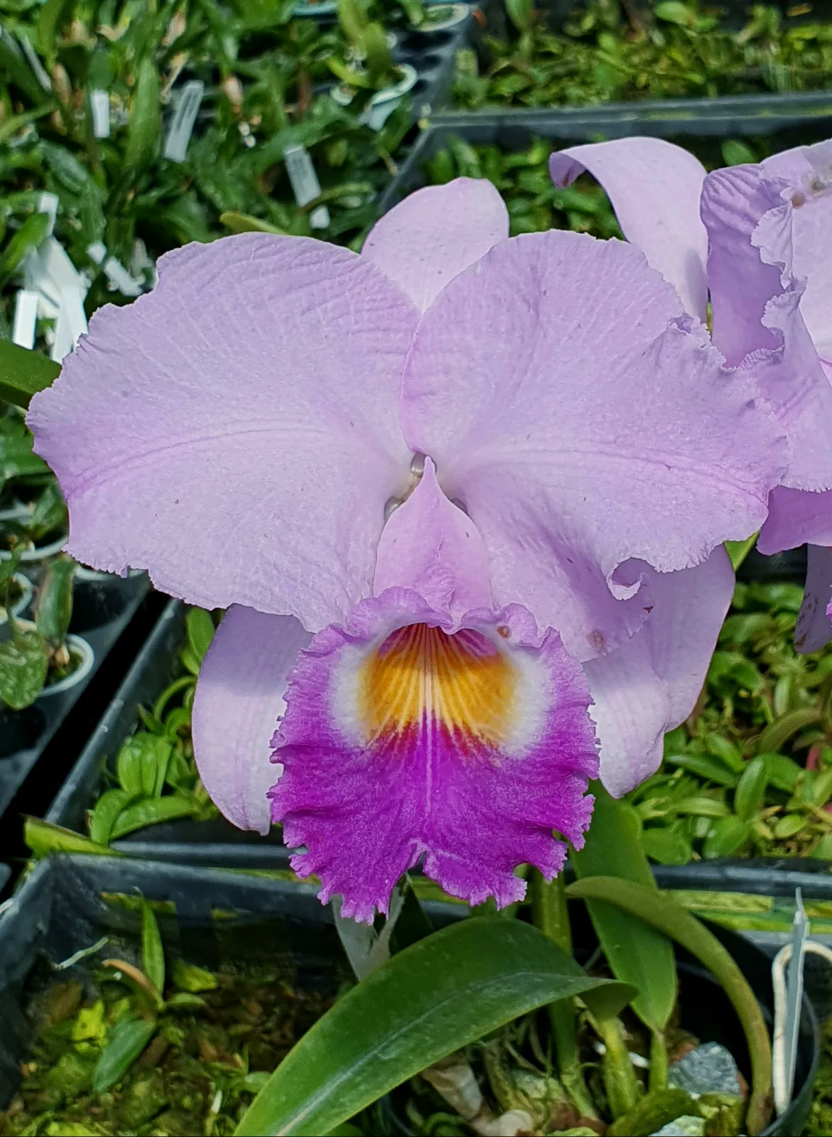 CATTLEYA TRIANAE COERULEA 'MERMELADA'