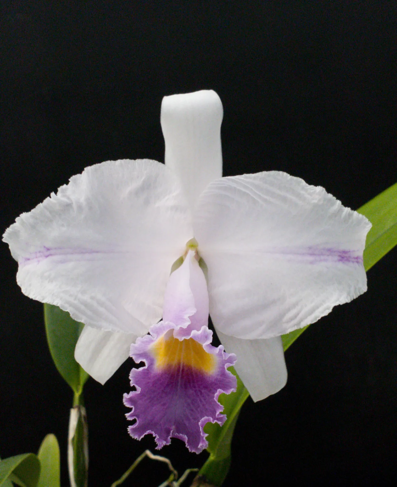 CATTLEYA TRIANAE COERULEA 'MIGUELINA'
