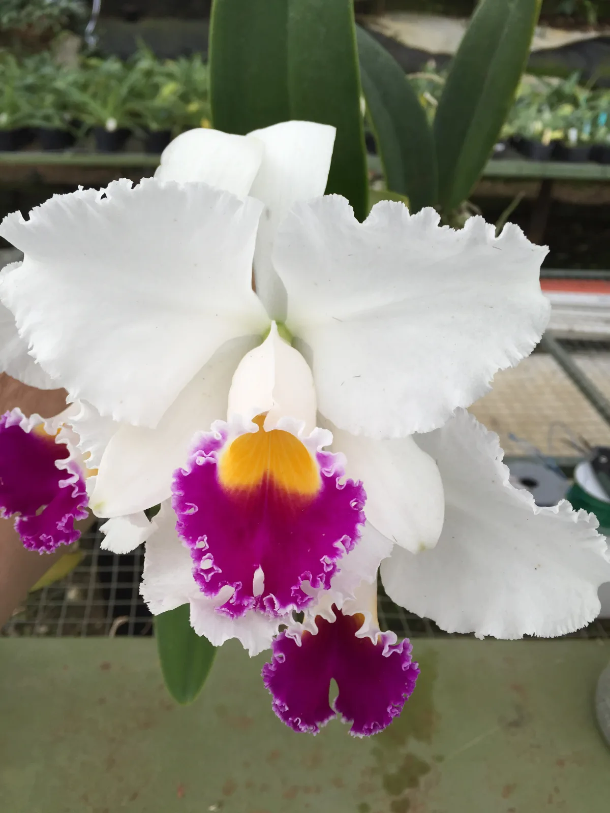 CATTLEYA TRIANAE SEMI-ALBA 'MUSCULOSA'