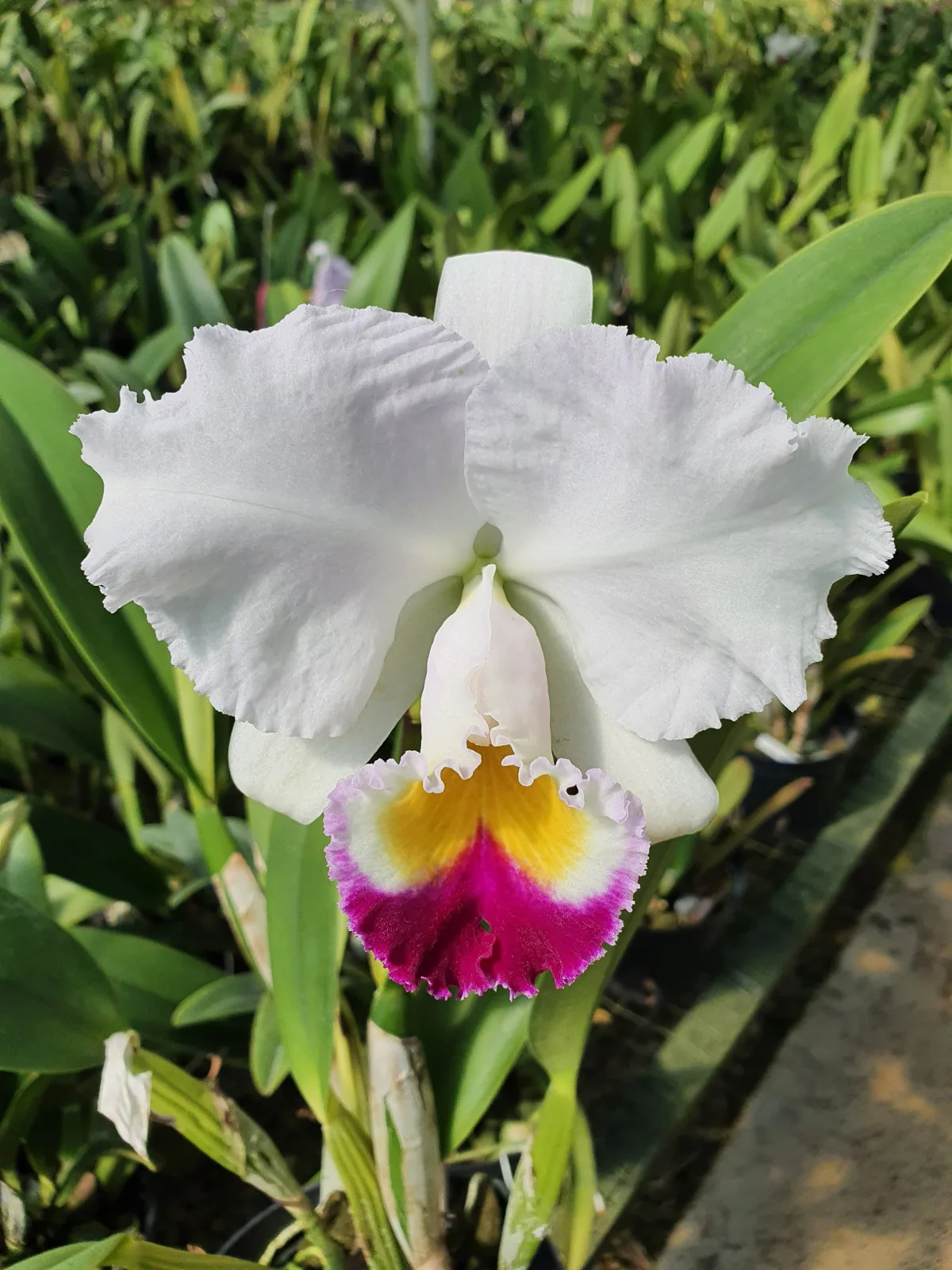 CATTLEYA TRIANAE SEMI-ALBA 'OPERETA'