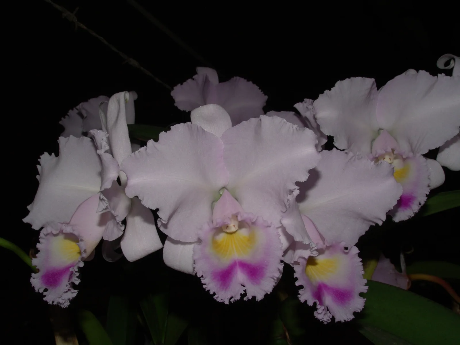 CATTLEYA TRIANAE COERULEA 'OPITA'