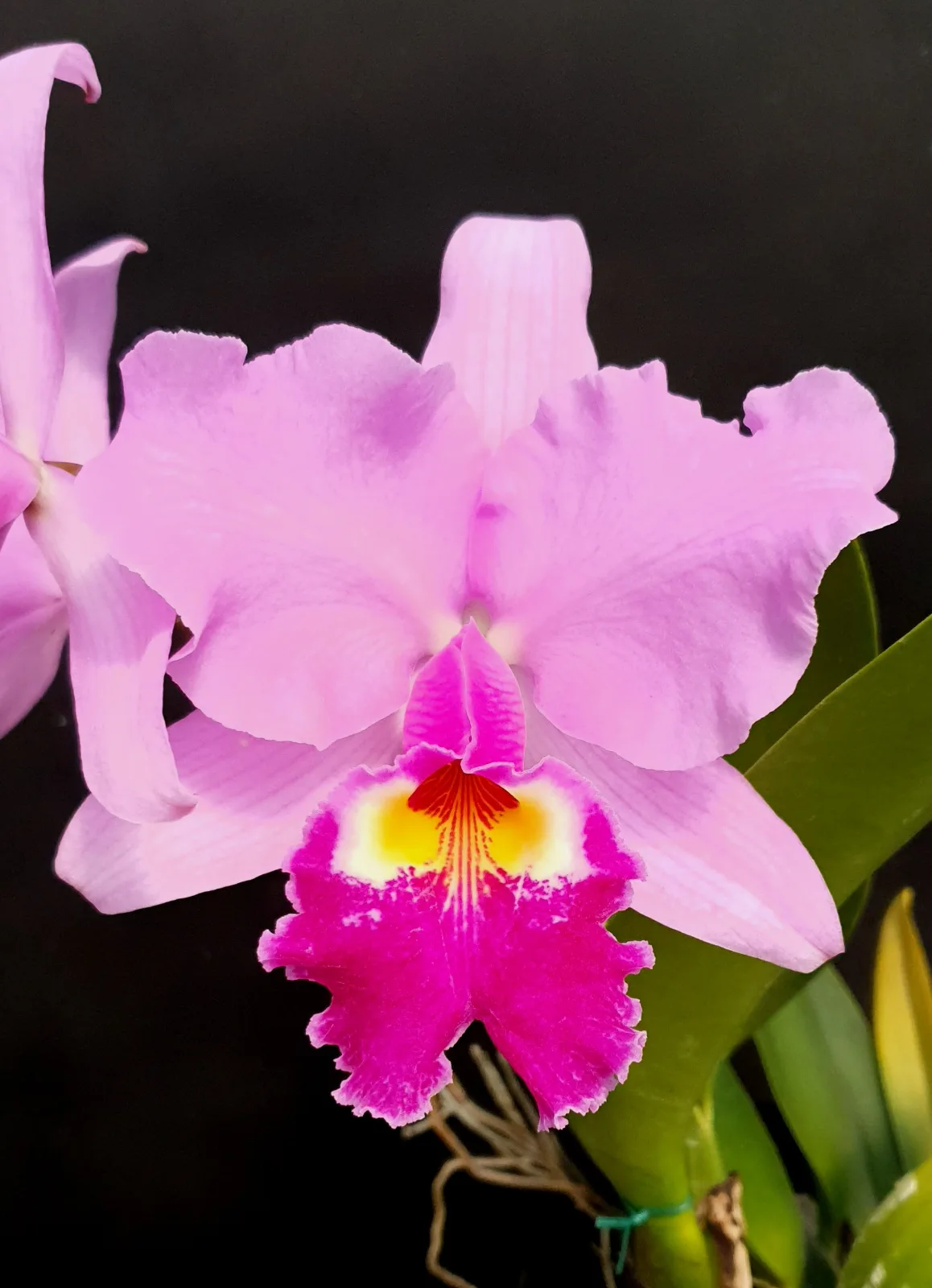 CATTLEYA WARSCEWICZII TIPO 'PETER SHOTTER'