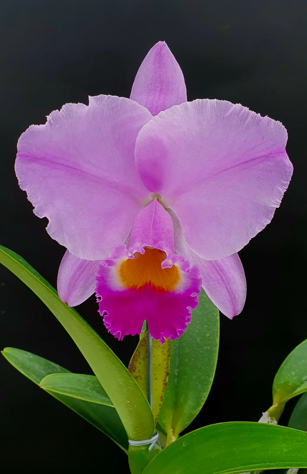CATTLEYA TRIANAE TIPO 'PILANDERA'