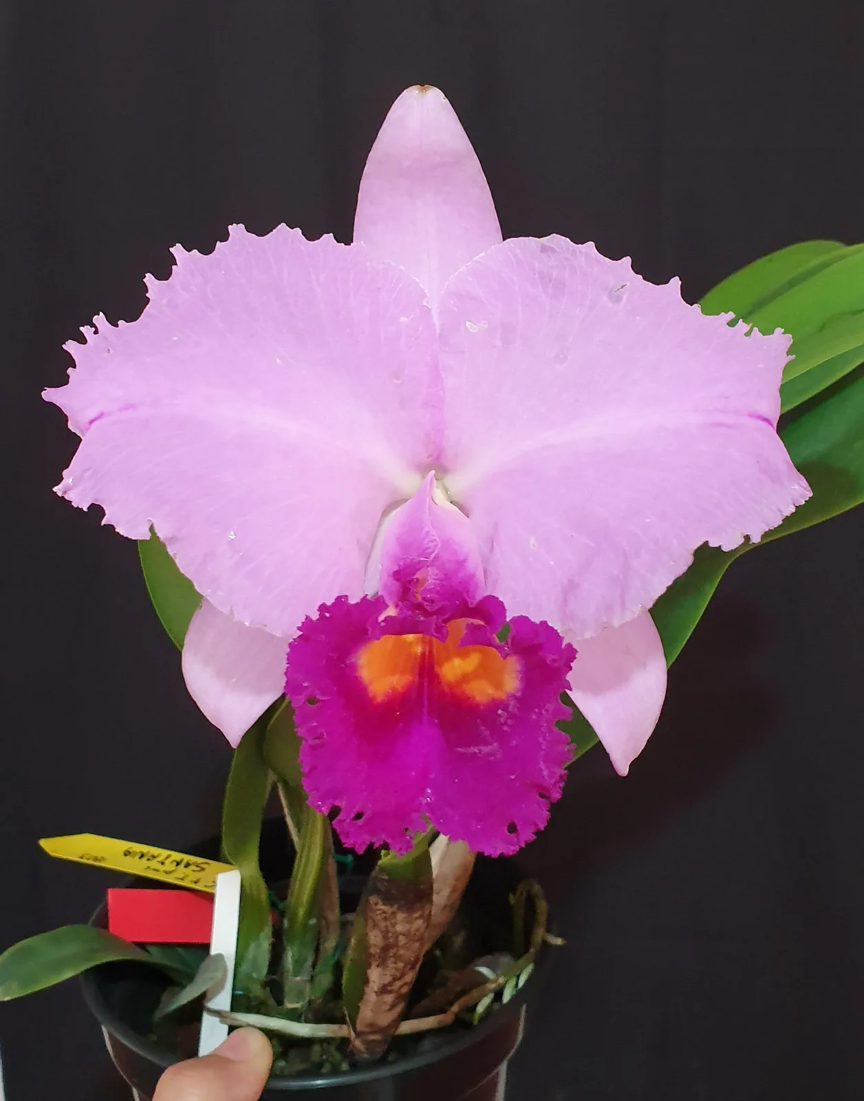 CATTLEYA TRIANAE TIPO 'SANTANA'