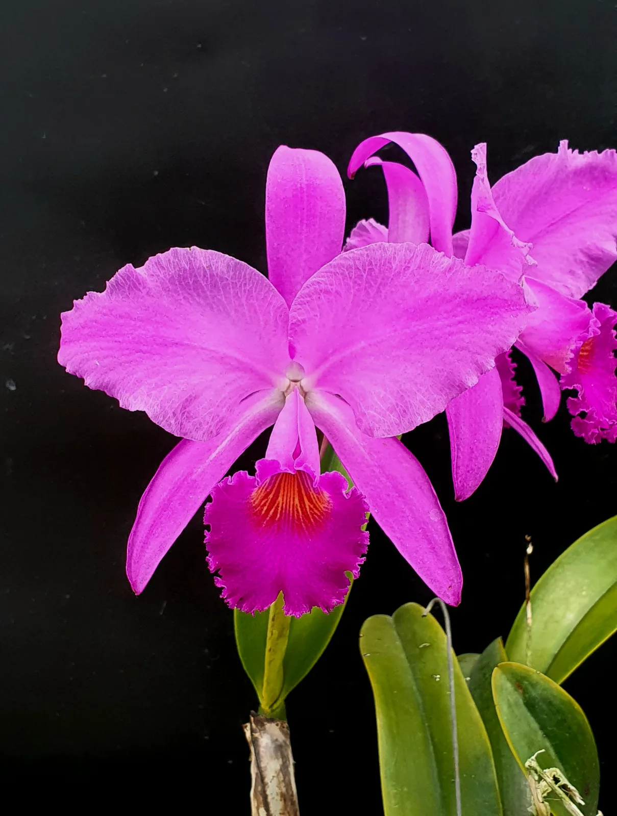 CATTLEYA TRIANAE TIPO 'SOLFERINO'
